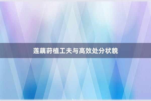 莲藕莳植工夫与高效处分状貌